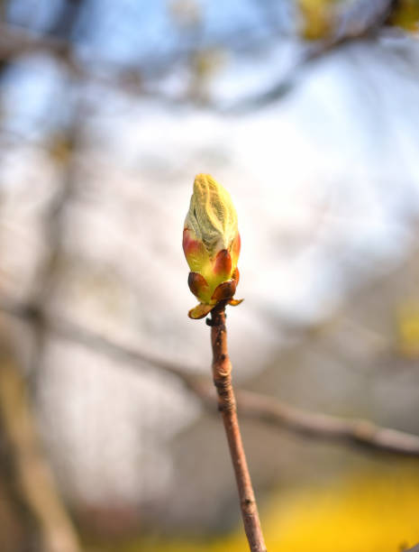 istock defocus first buds on a branch in spring, on a blurry sunny spring background 1207589571