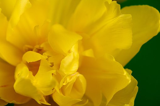 Close up of center of yellow tulip with green background