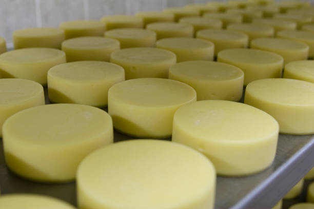 many cheddar cheese wheels, daily production at the factory. food, dairy products, industry concept. horizontal close-up. - cheese wheel cheese cheddar wheel imagens e fotografias de stock