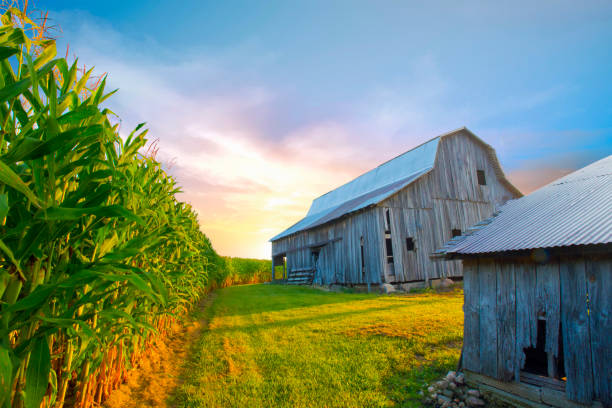 istock Old Barn and Corn field-In early morning-Howard County Indiana 1207592449