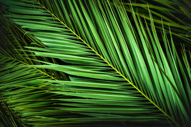 istock tropical palm leaves, jungle leaf floral background 1207593553