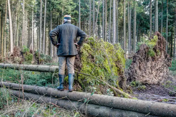 A forester stands on a fallen tree trunk and examines the damage that the storm caused in the forest. Climate change threatens Europe's forests. The loss of wood in European forests caused by storm damage continues to increase.