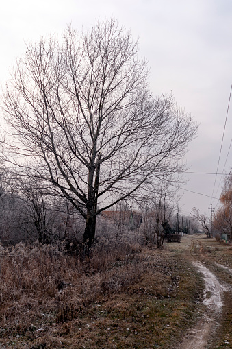 Winter trees in the hungarian countryside.