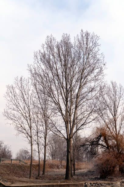 Winter trees in the hungarian countryside