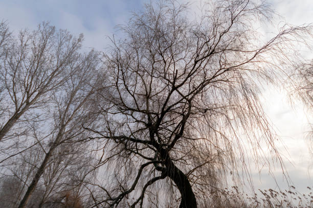istock Winter trees in the hungarian countryside 1207599509