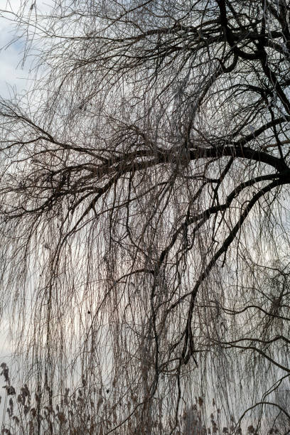 istock Winter trees in the hungarian countryside 1207599545