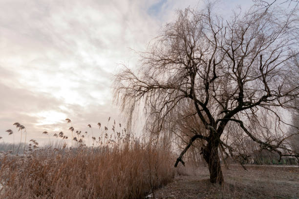 istock Winter trees in the hungarian countryside 1207599589