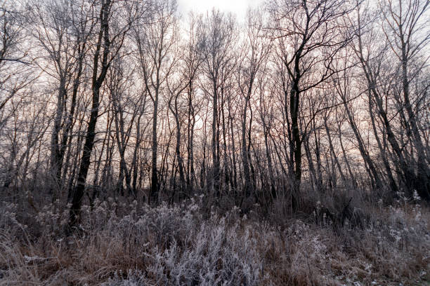 Winter trees in the hungarian countryside