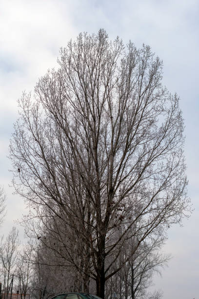Winter trees in the hungarian countryside