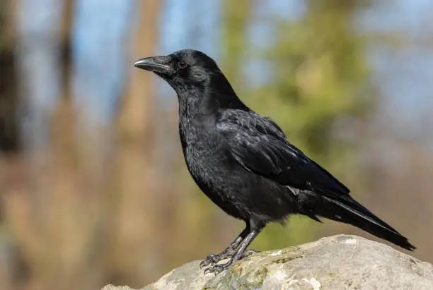 Carrion crow perching on a rock.