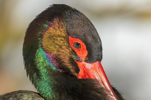 Close shot of a colorful black stork.