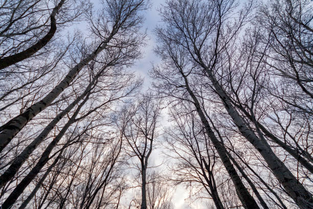 Winter trees in the hungarian countryside