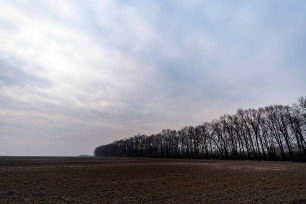 The Great Hungarian Plain on a winter day