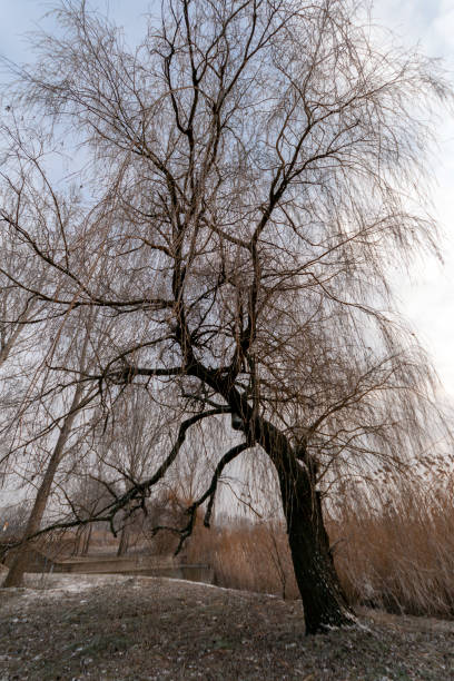 istock Winter trees in the hungarian countryside 1207600850