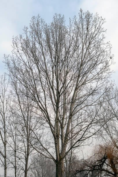 istock Winter trees in the hungarian countryside 1207600968