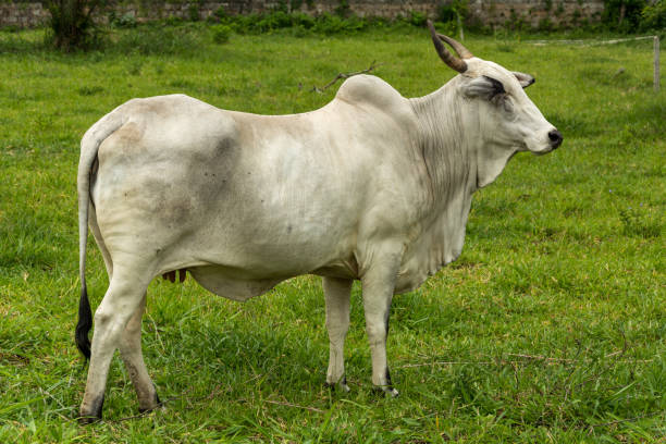 istock White cow on a urban region. 1207601025