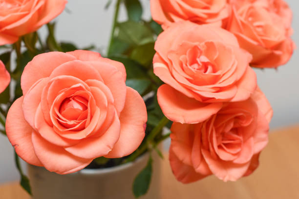 istock Pink roses close up with a white background 1207601119