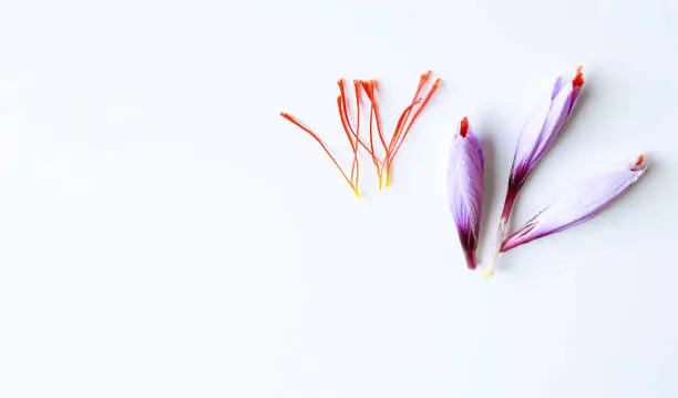 Fresh saffron flower and dried saffron threads on a white background