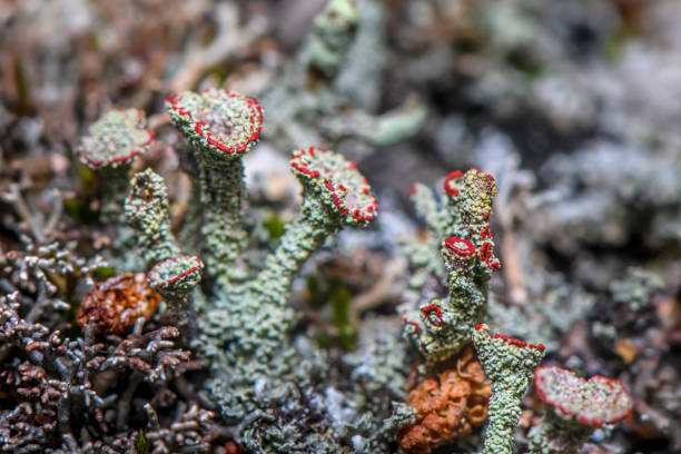Lichen Cladonia coccifera. Green-red lichen. Selective focus. Photo made in north of Norway on the coast - near Tromso City.