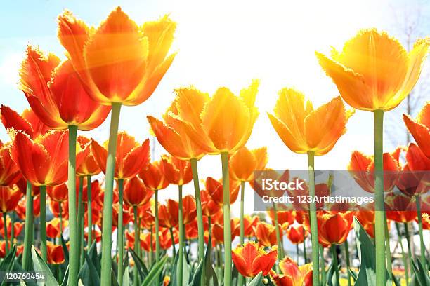 Países Bajos Tulipán En El Sol Bloom Foto de stock y más banco de imágenes de Aire libre - Aire libre, Amarillo - Color, Belleza
