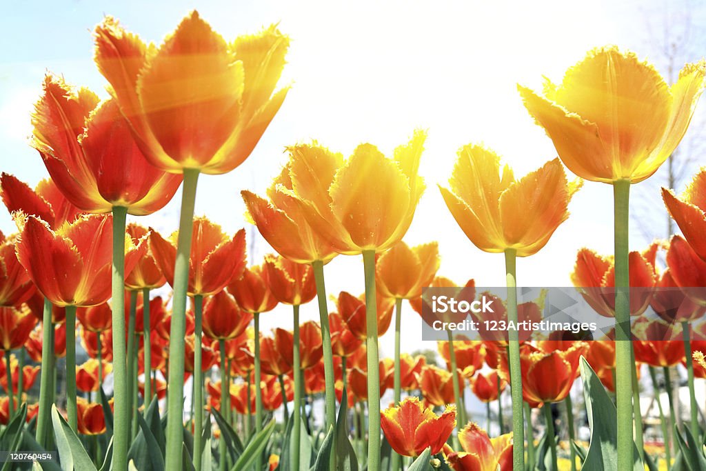 オランダチューリップ花々、太陽の下で - オ��ランダのロイヤリティフリーストックフォト