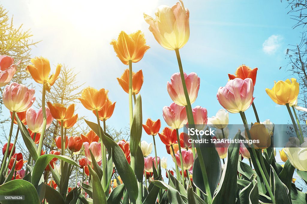 Tulipe fleur aux Pays-Bas au soleil - Photo de Beauté libre de droits