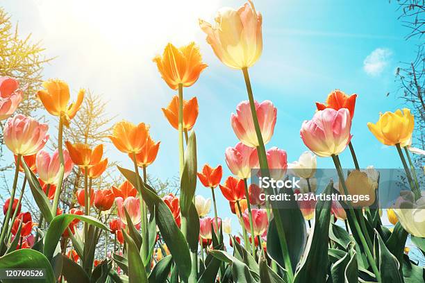 Photo libre de droit de Tulipe Fleur Aux Paysbas Au Soleil banque d'images et plus d'images libres de droit de Beauté - Beauté, Beauté de la nature, Capitule