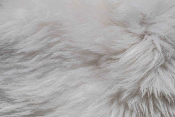 istock White long hair fur for background or texture sheep 1207605890