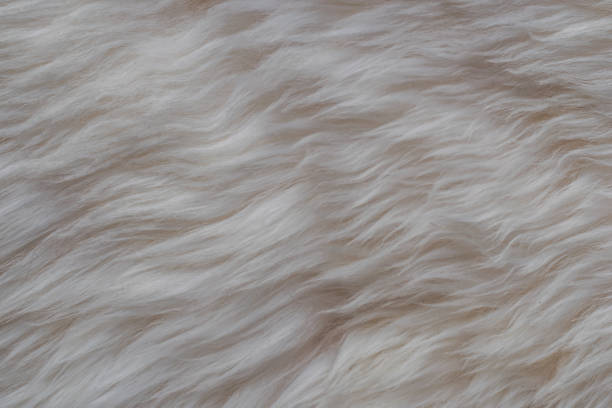 istock White long hair fur for background or texture sheep 1207605897