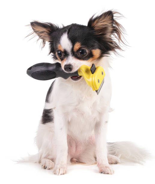 chihuaha sosteniendo un cepillo en la boca - grooming dog pets brushing fotografías e imágenes de stock