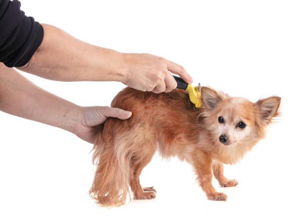 istock Old red chihuahua brushed with a yellow brush 1207606110