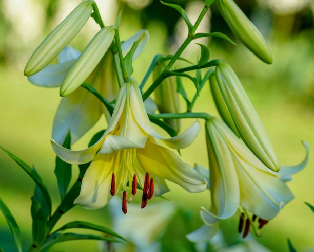istock Several yellow lily flowers with blurred background 1207607009