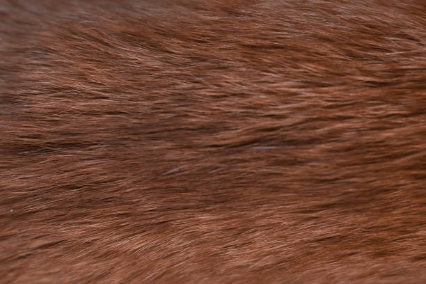 istock ginger red cat hair texture background wallpaper 1207607038