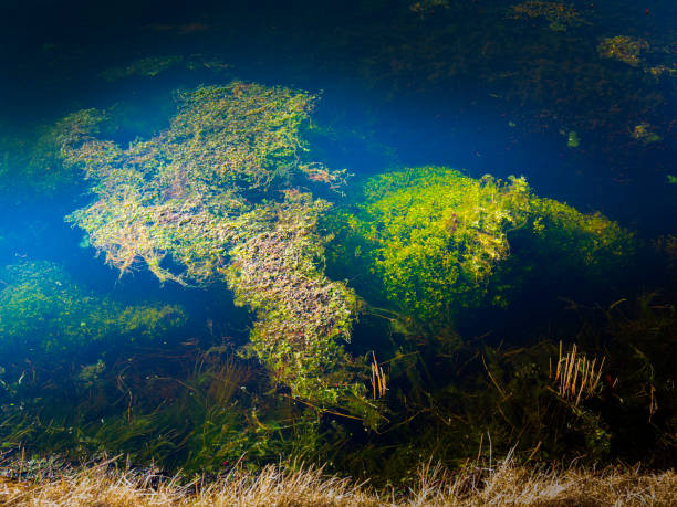 緑の水中植物で浸水クランベリー泥沼 - massachusetts agriculture crop farm ストックフォトと画像