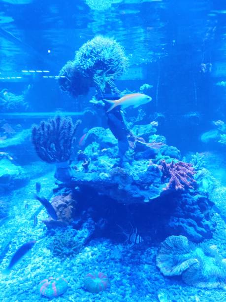 istock Marine fish blue light white sand and living coral England 1207612871