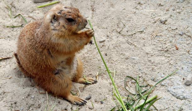 View of a Black-tailed prairie dog sits on a stone and eats grass, Cynomys ludovianus stock photo