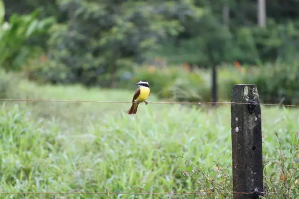 A yellow breast bird watching over the pasture in the early morning hours in Costa Rica