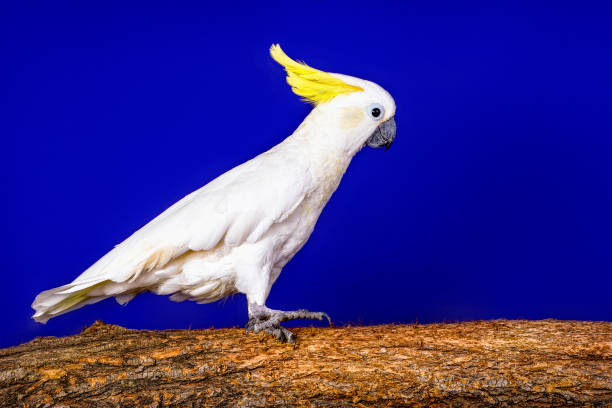 istock White cockatoo parrot on the blue background. 1207617058