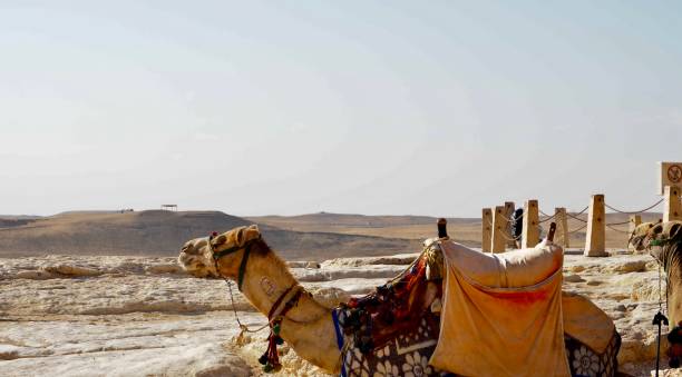 istock Dromedary on the giza plateau 1207617100