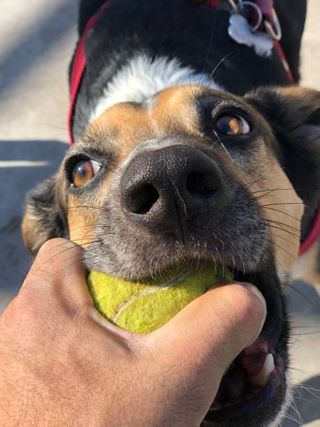 istock Dog and Ball 1207617159