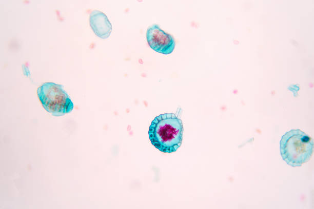 istock Botanical study of fern spore under microscopic view. Plant physiology education. 1207617977