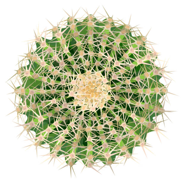 istock Realistic vector illustration of cactus houseplant top view 1207618503