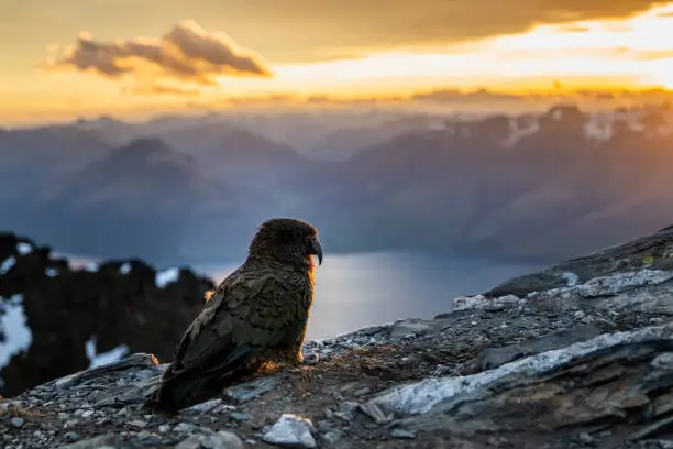 A Kea bird at Sunset over Queenstown and Lake, Remarkables New Zealand in Queenstown, OTA, New Zealand