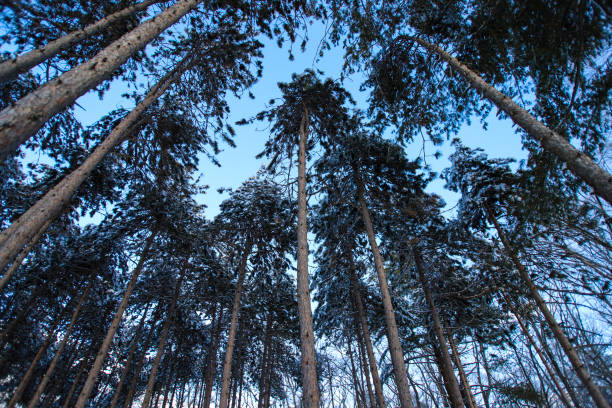 A canopy of snowy towering pine trees and blue sky in Portland, ME, United States