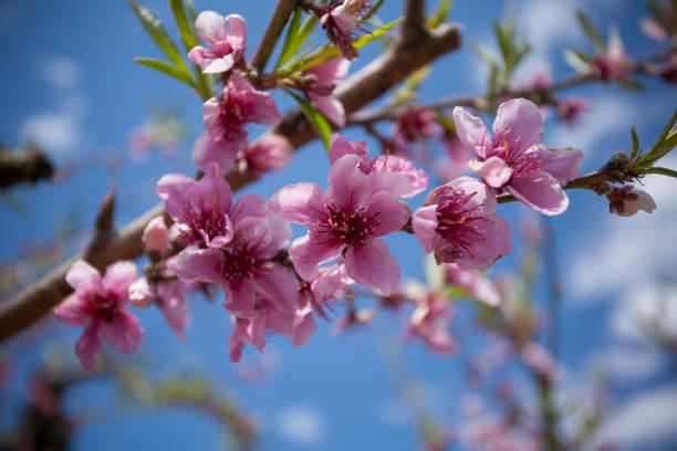 istock Pink Peach Blossoms in the Spring with a Blue Sky Background 1207619781