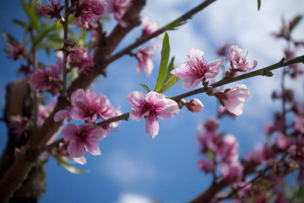 istock Pink Peach Blossoms in the Spring with a Blue Sky Background 1207619782