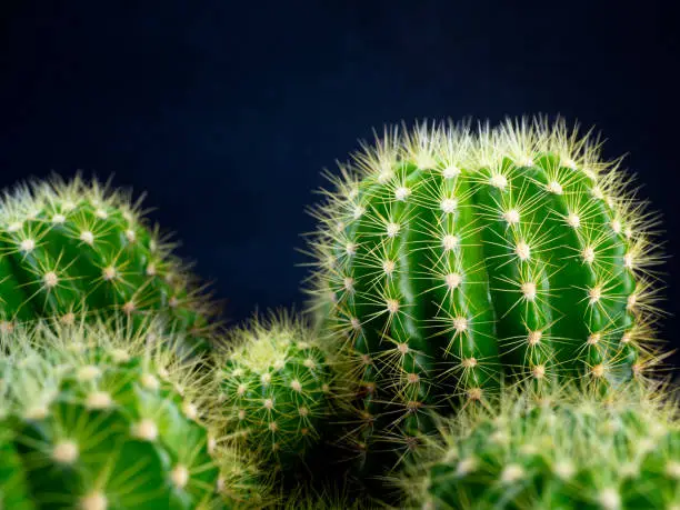 Photo of (close-up) Cactus plants.