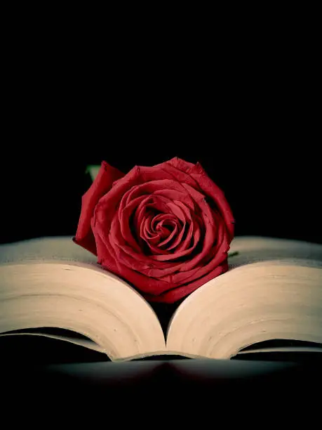 Photo of Red rose over an open book