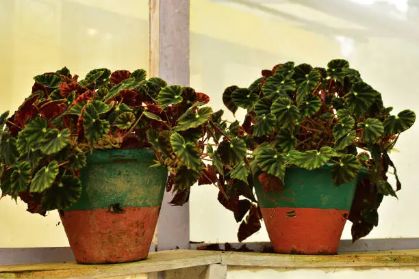 Rex Begonia, also known as the painted leaf begonia or fancy leaf begonia, comes from Assam, in India. The plants that are available today are hybrids and forms of the variety Begonia rex. These plants are classified as rhizomatous Begonias