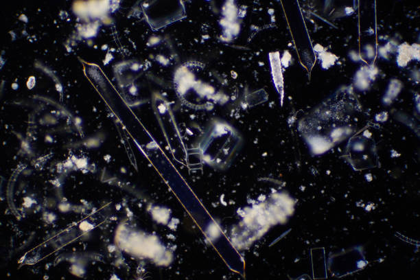 istock Marine aquatic plankton under the microscope view. 1207629144